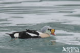 King Eider (Somateria spectabilis)