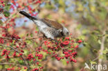 Fieldfare (Turdus pilaris)