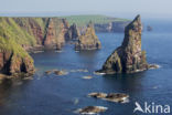 Duncansby Head