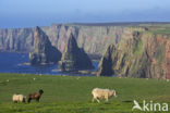 Duncansby Head