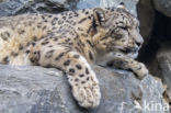 Snow leopard (Panthera uncia)