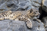 Snow leopard (Panthera uncia)