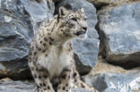 Snow leopard (Panthera uncia)