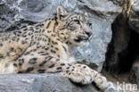 Snow leopard (Panthera uncia)