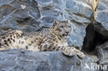 Snow leopard (Panthera uncia)