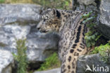 Snow leopard (Panthera uncia)