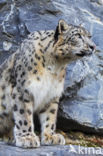 Snow leopard (Panthera uncia)