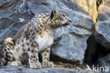 Snow leopard (Panthera uncia)