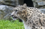 Snow leopard (Panthera uncia)