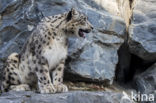 Snow leopard (Panthera uncia)