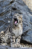 Snow leopard (Panthera uncia)