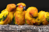 Sun Parakeet (Aratinga solstitialis)