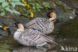 Hawaii-gans (Branta sandvicensis)