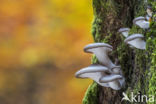 Gewone oesterzwam (Pleurotus ostreatus)