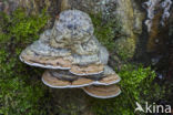 Artist s Conk (Ganoderma lipsiense)