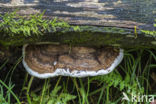 Platte tonderzwam (Ganoderma lipsiense)