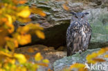 Eurasian Eagle-Owl (Bubo bubo)