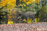 Wild Boar (Sus scrofa)