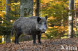 Wild Boar (Sus scrofa)