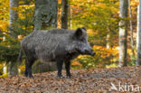Wild zwijn