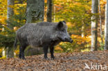 Wild Boar (Sus scrofa)