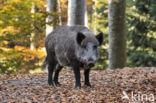 Wild Boar (Sus scrofa)