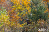 Brown Bear (Ursus arctos arctos)