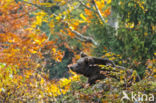 Brown Bear (Ursus arctos arctos)