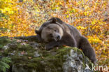 Brown Bear (Ursus arctos arctos)