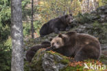 Brown Bear (Ursus arctos arctos)