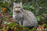 Wildcat (Felis silvestris)