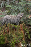 Wildcat (Felis silvestris)