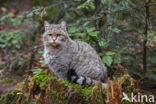 Wilde kat (Felis silvestris)