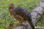 Eurasian Capercaillie (Tetrao urogallus)