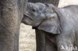 Asian elephant (Elephas maximus)