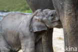 Asian elephant (Elephas maximus)