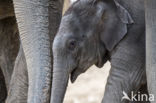 Asian elephant (Elephas maximus)