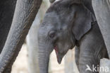 Asian elephant (Elephas maximus)