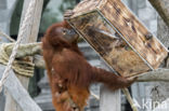 Sumatran Orangutan (Pongo abelii)