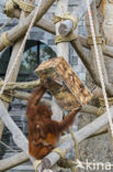 Sumatran Orangutan (Pongo abelii)