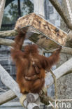 Sumatran Orangutan (Pongo abelii)