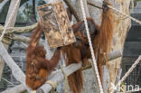 Sumatran Orangutan (Pongo abelii)