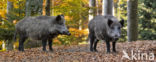 Wild Boar (Sus scrofa)