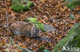 Euraziatische lynx (Lynx lynx)