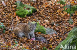 Euraziatische lynx (Lynx lynx)