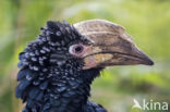 Silvery-cheeked Hornbill (Bycanistes brevis)