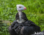 White-headed Vulture (Trigonoceps occipitalis)