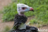 White-headed Vulture (Trigonoceps occipitalis)