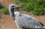 African white-backed vulture (Gyps africanus)