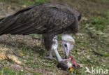 Hooded vulture (Necrosyrtes monachus)